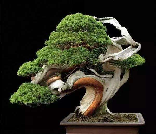 盆景舍利干怎样制作方法及管理