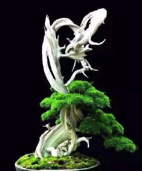 盆景舍利干怎样制作方法及管理