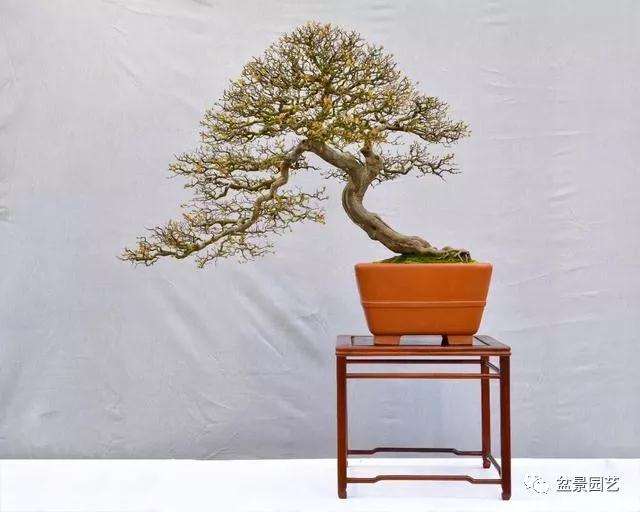 八种盆景根系怎么造型的技巧