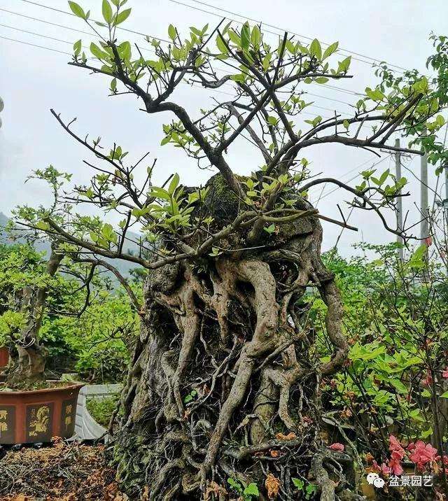 八种盆景根系怎么造型的技巧