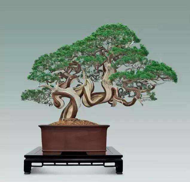 市场上销售的文玩盆景有哪些