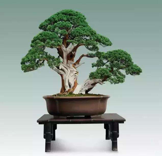 市场上销售的文玩盆景有哪些