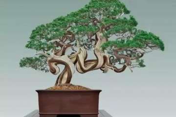 市场上销售的文玩盆景有哪些 图片