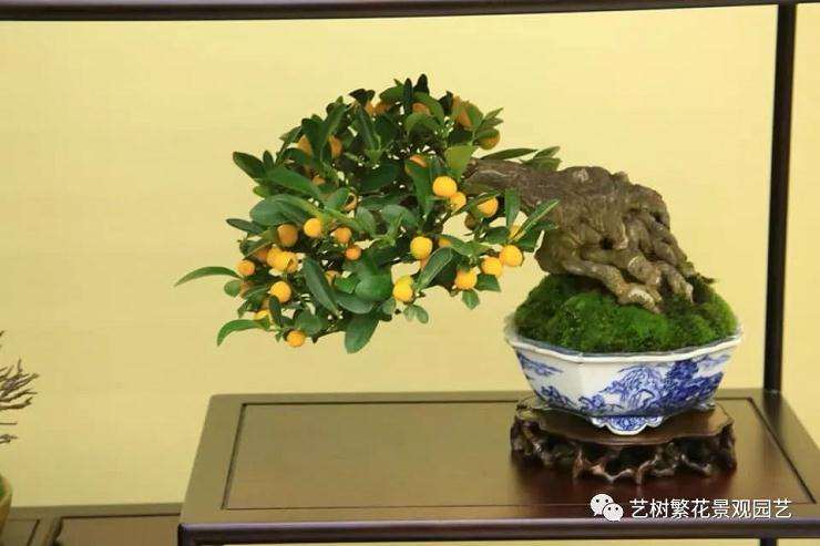 金豆盆景怎样促花保果的措施 图片