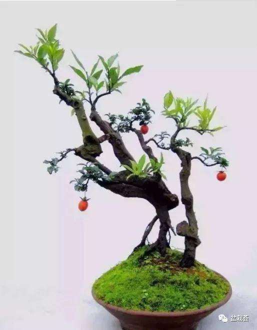 怎样把金枝玉叶盆景养成老桩 图片