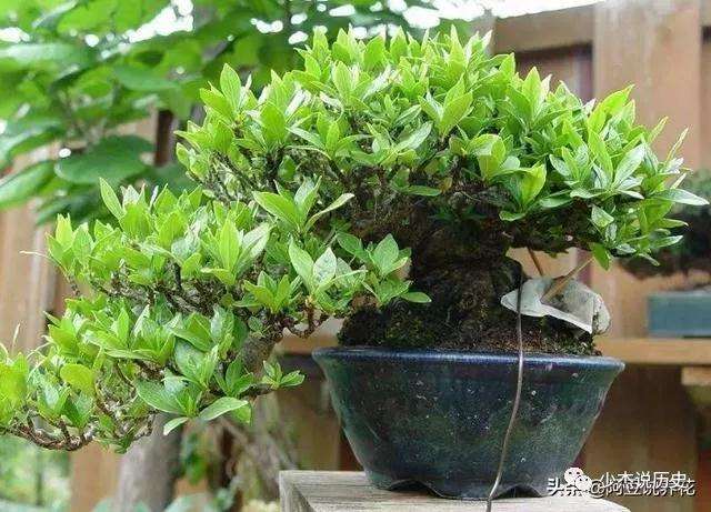 制作山栀子盆景怎样采挖与养护的方法