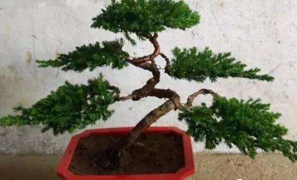 罗汉松盆景怎样养殖的5个方法 图片