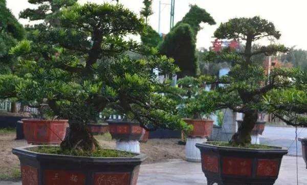 罗汉松盆景怎样养殖的5个方法 图片