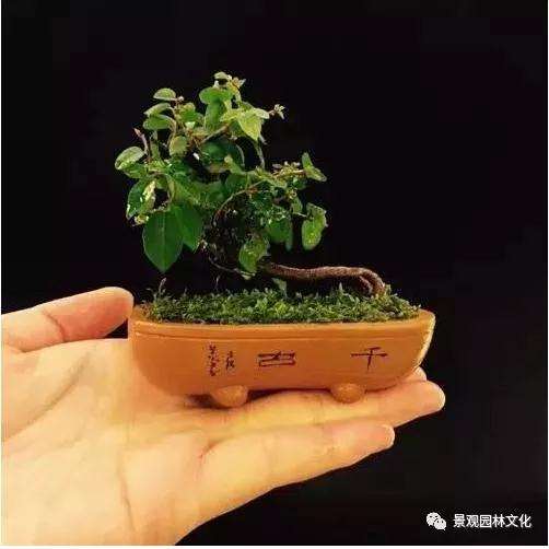 用什么土壤可以让盆景造型长得最好