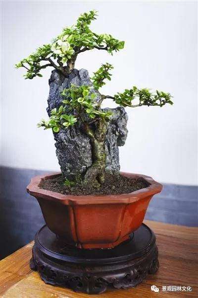 用什么土壤可以让盆景造型长得最好