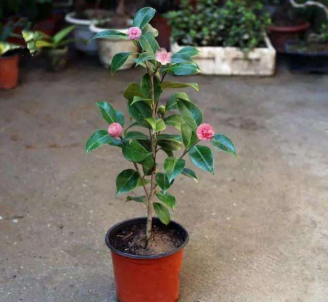 如何解决茶花盆景枯死的方法