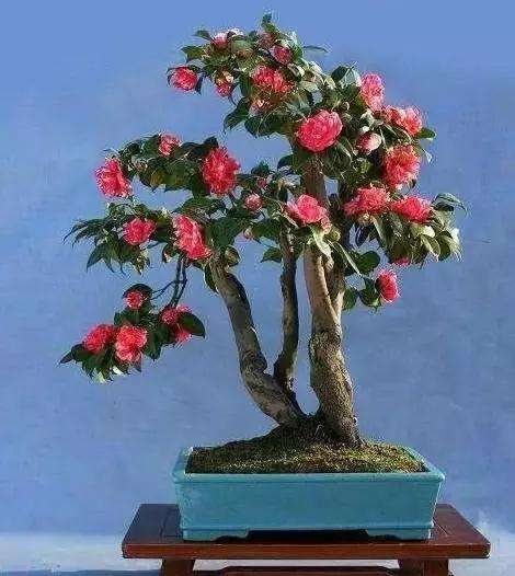 如何解决茶花盆景枯死的方法