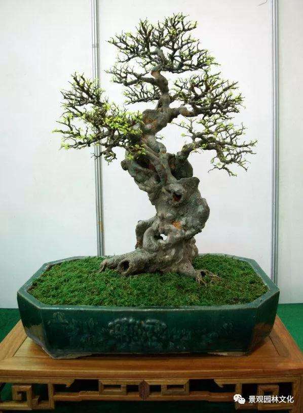 盆景根盘是怎样制作的方法