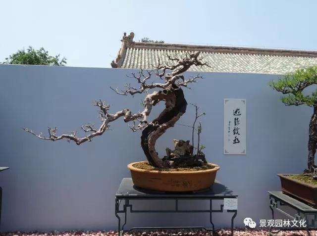 盆景根盘是怎样制作的方法