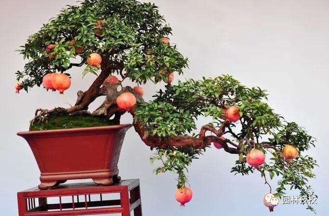 盆景石榴树怎样修剪的3个方法