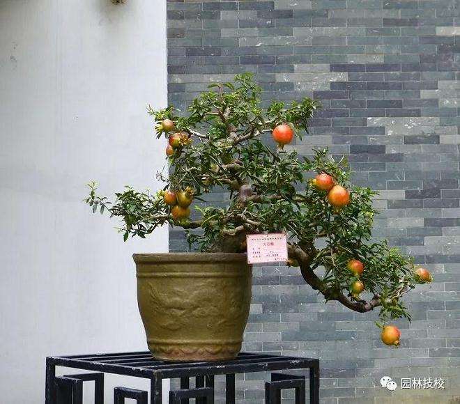 盆景石榴树怎样修剪的3个方法