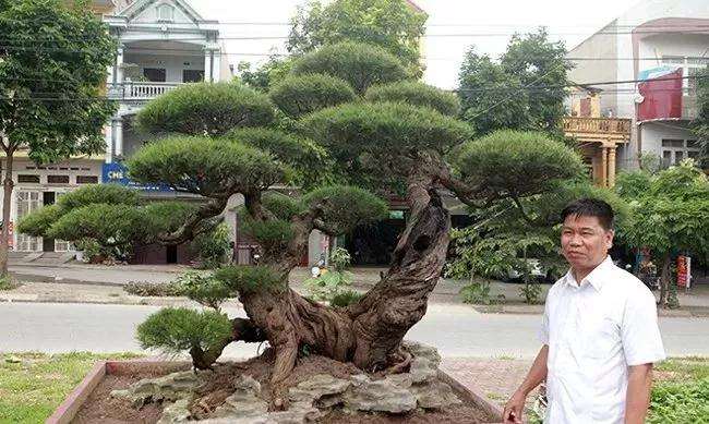 越南人10年制作枯木林盆景