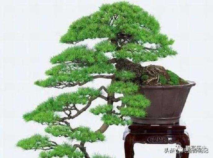 养护松树盆景的5个技巧与方法