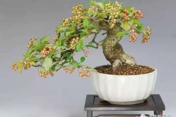 什么原因影响到火棘盆景的正常生长