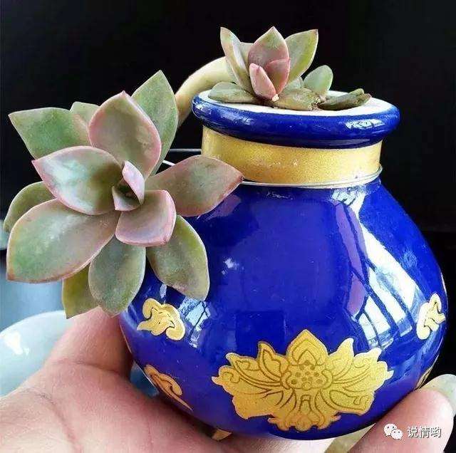 废酒瓶盆景怎么设计的3个方法