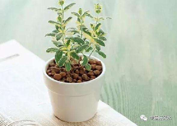 家中摆放什么盆景对风水最好