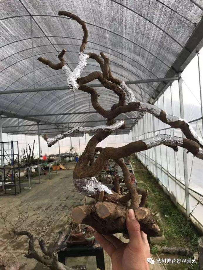 金豆盆景怎样倒栽的技术