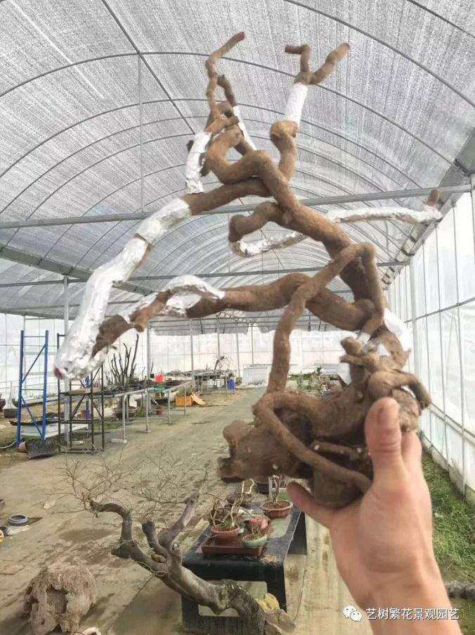 金豆盆景怎样倒栽的技术