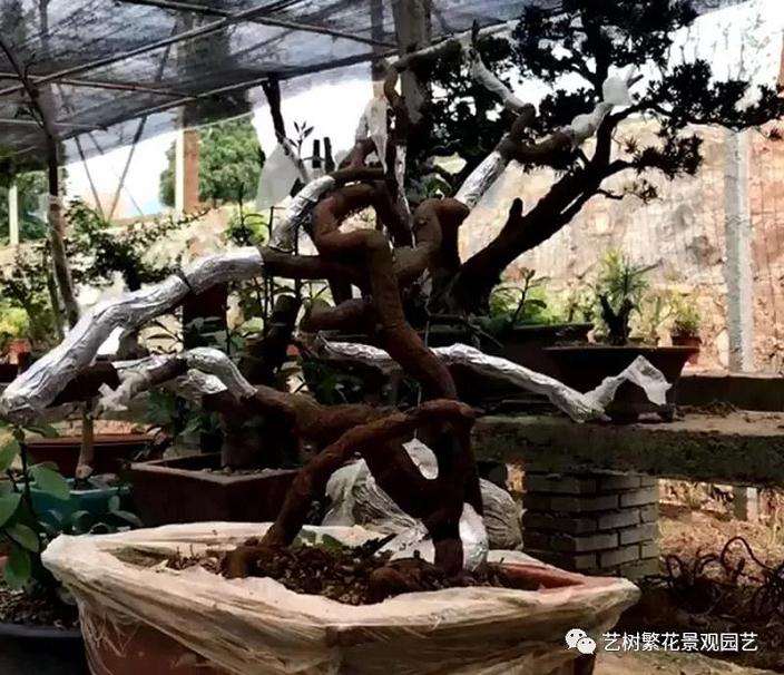 金豆盆景怎样倒栽的技术