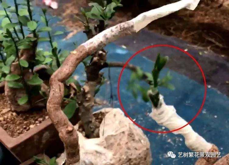 金豆盆景怎样倒栽的技术