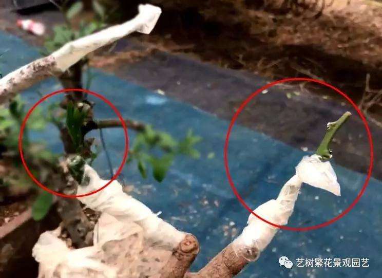 金豆盆景怎样倒栽的技术