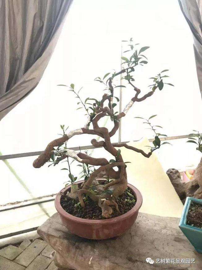 金豆盆景怎样倒栽的技术