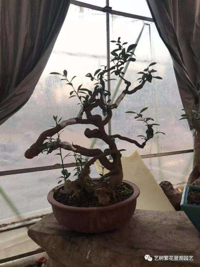 金豆盆景怎样倒栽的技术