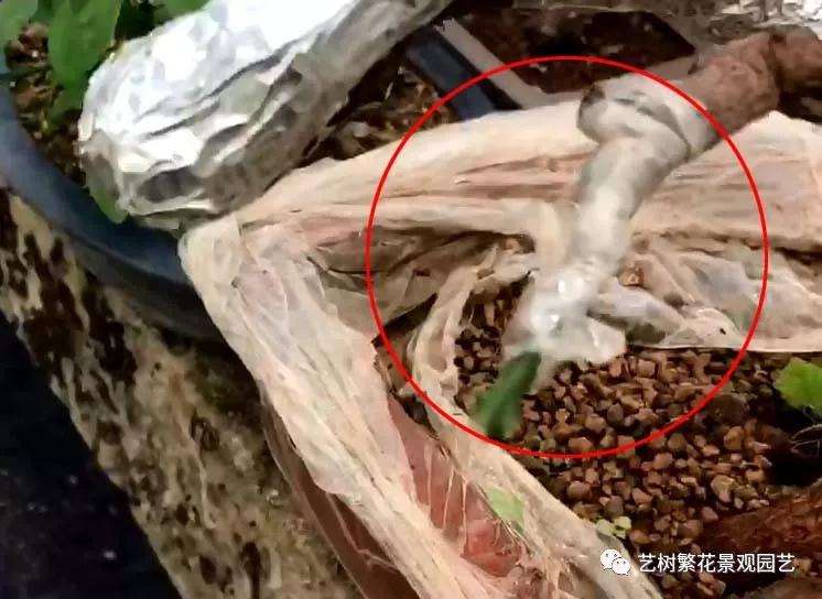 金豆盆景怎样倒栽的技术