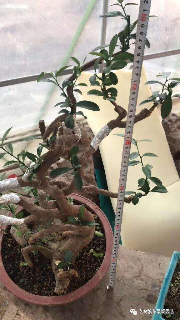 金豆盆景怎样倒栽的技术