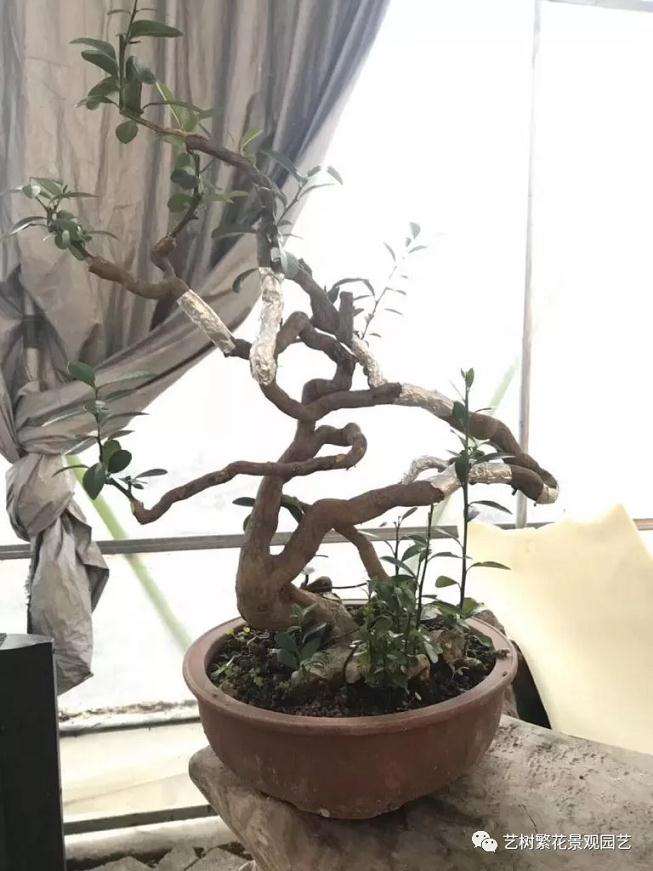 金豆盆景怎样倒栽的技术