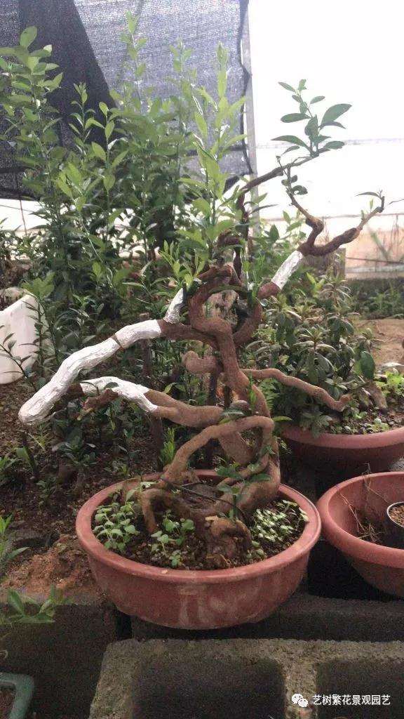 金豆盆景怎样倒栽的技术