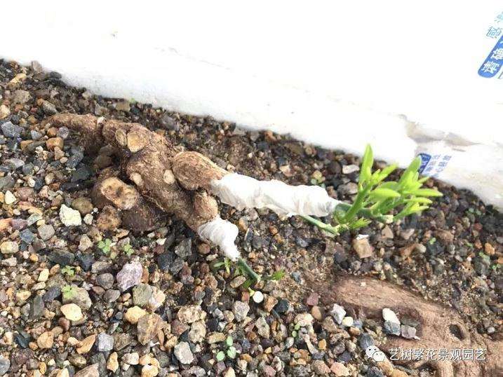 金豆盆景怎样倒栽的技术