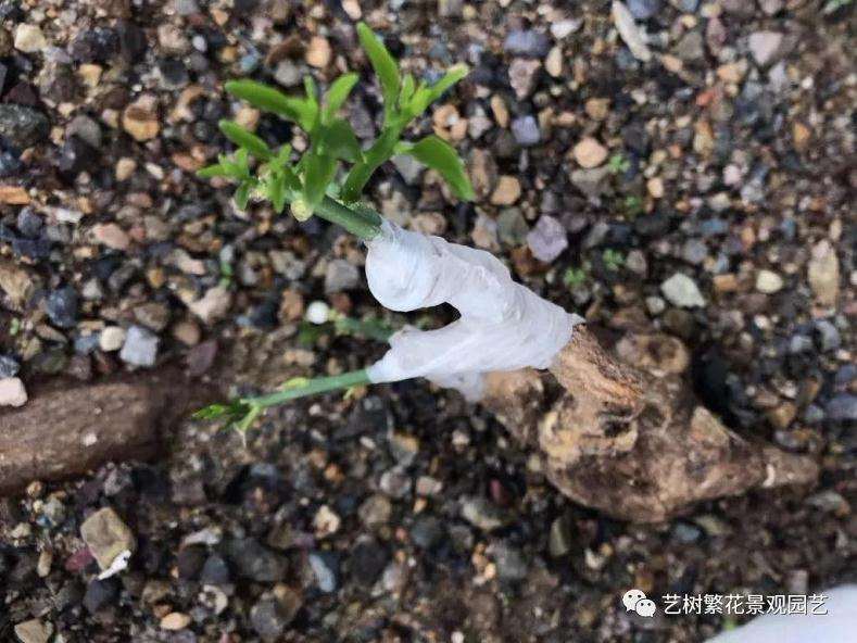 金豆盆景怎样倒栽的技术