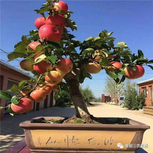 便宜出售500盆矮化果树盆景