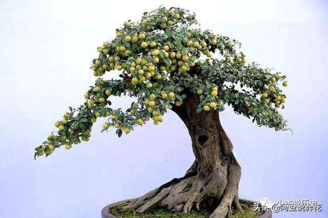 怎样制作老鸹柿盆景的3个方法