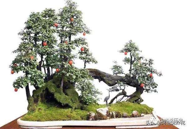 怎样制作老鸹柿盆景的3个方法
