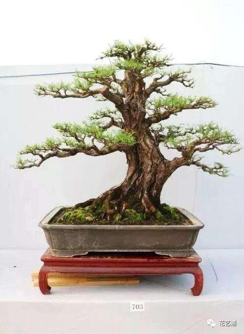 盆景枝干怎样苍劲有力的方法