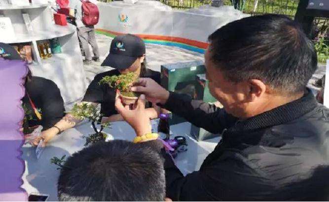 2019微型盆景在北京世园展出