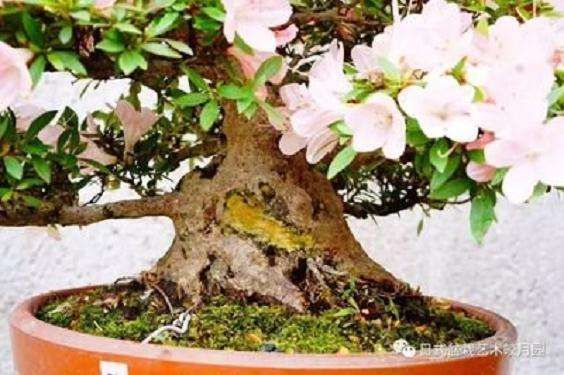 盆景洗根换盆后怎样喷水的方法