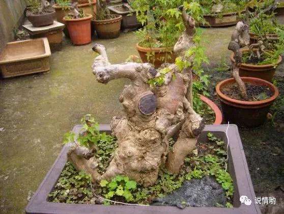 盆栽怎样施肥的4个注意事项