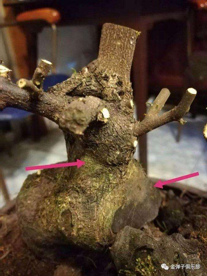 野山榆树老桩盆景怎么制作养护的方法