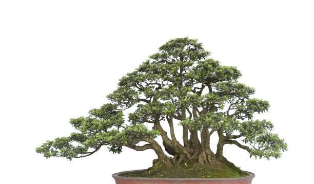 高压老桩盆景的生根培育法