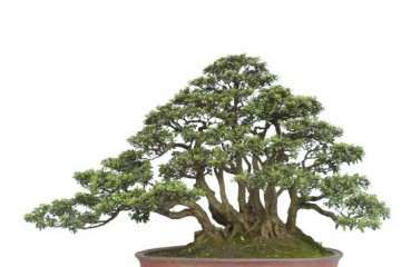 高压老桩盆景的生根培育法 有4个步骤