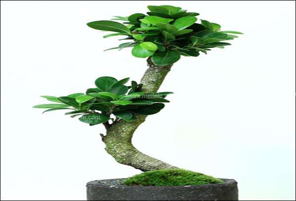 榕树盆景树怎么生根养护的方法