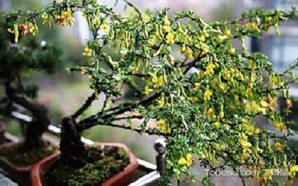 锦鸡儿盆景怎么上盆造型的方法 图片